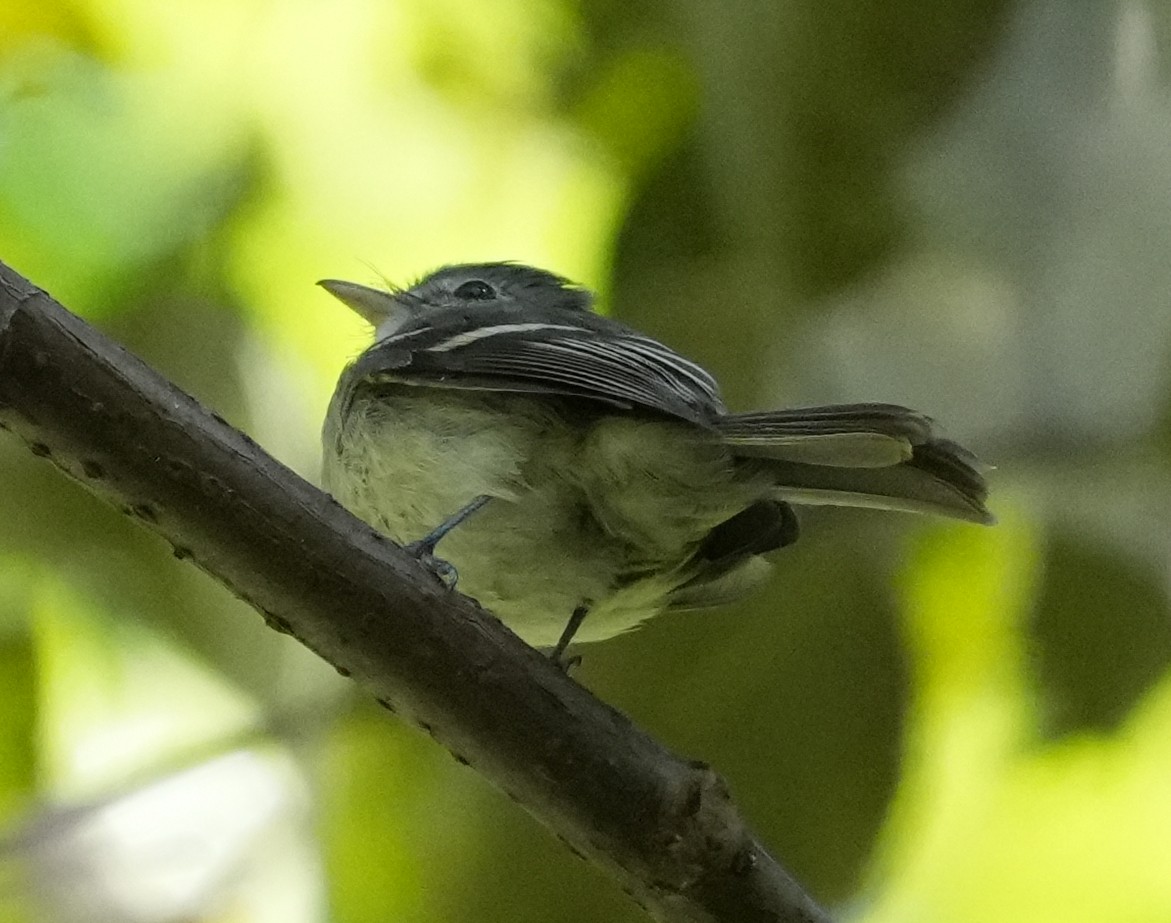 Gray-breasted Flycatcher - ML644529724