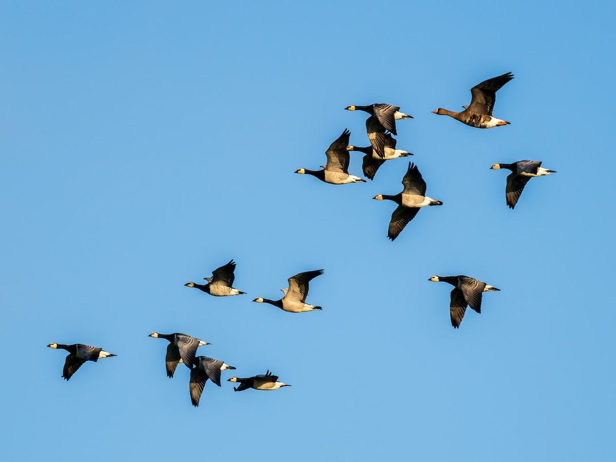 Barnacle Goose - ML644529728