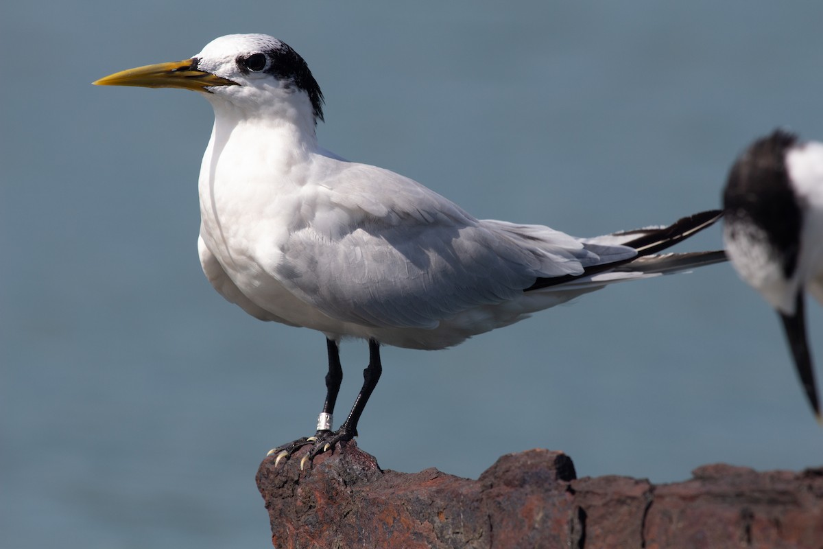 Sterne caugek - ML644529734