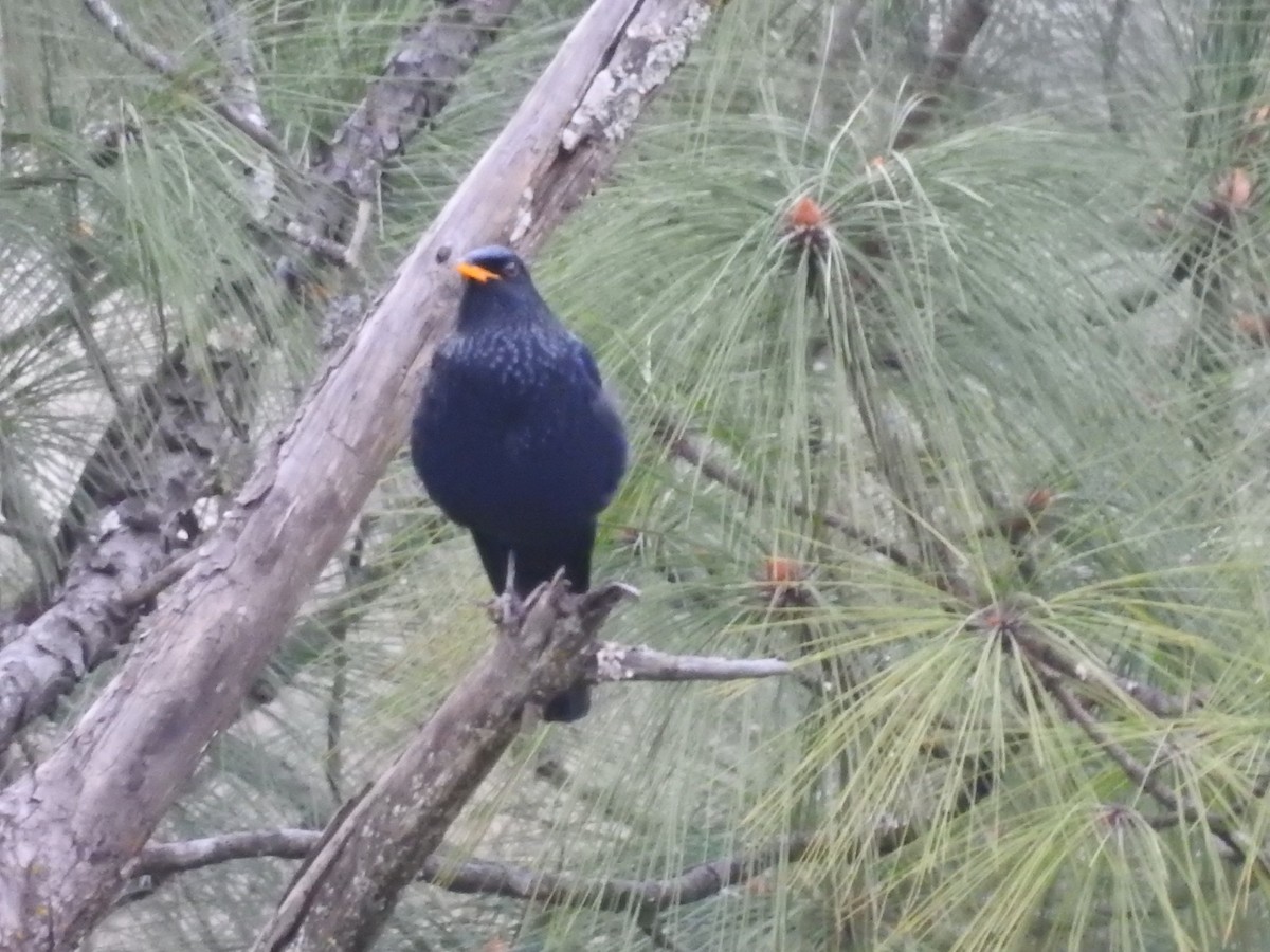 modravec siný - ML644529740