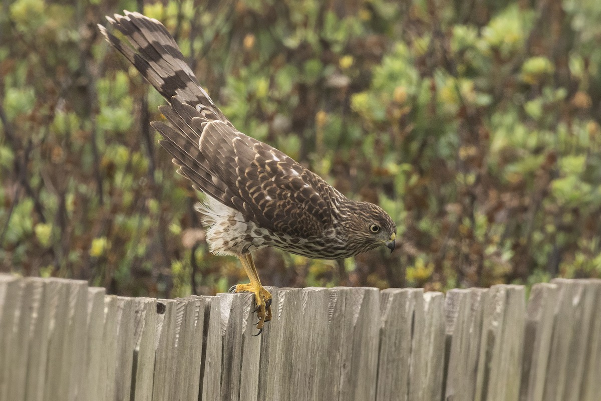 Cooper's Hawk - ML644529751