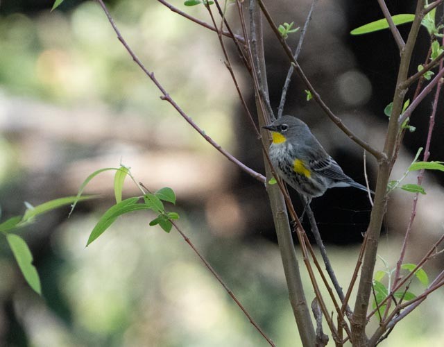 Yellow-rumped Warbler - ML644529752