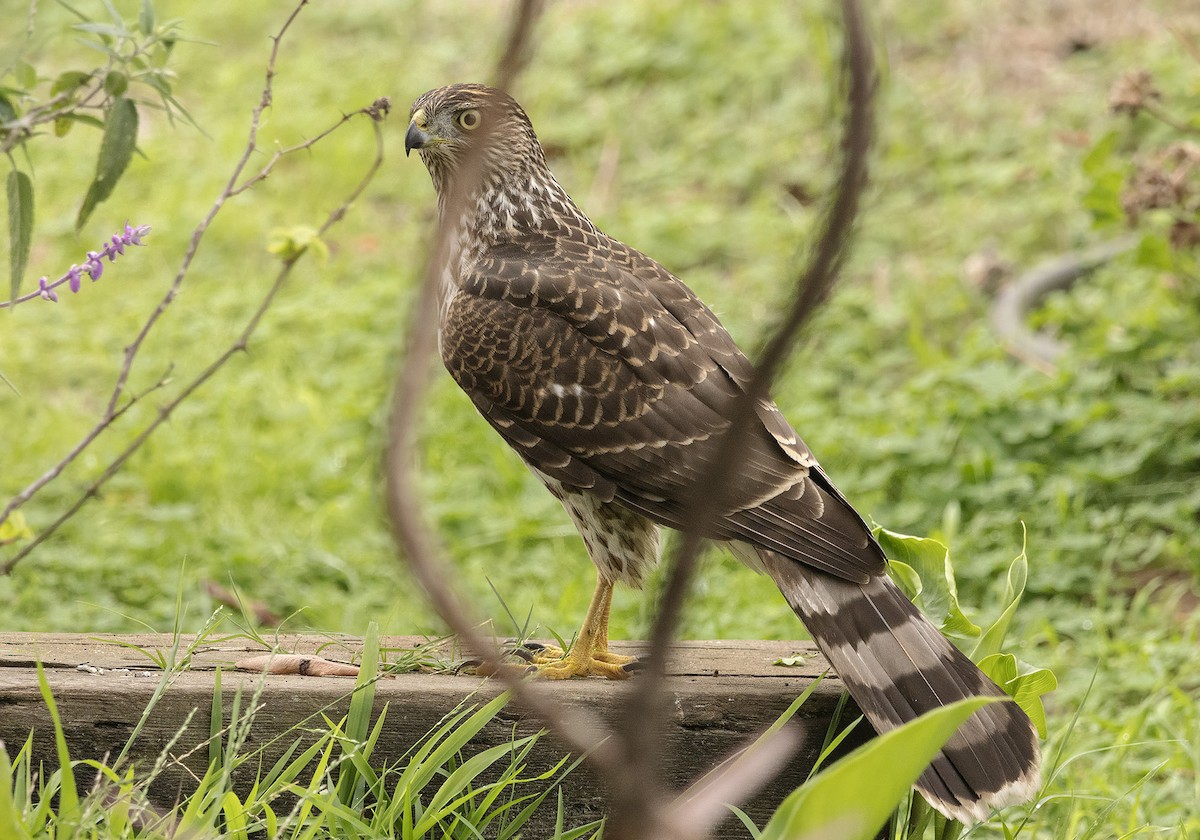 Cooper's Hawk - ML644529758