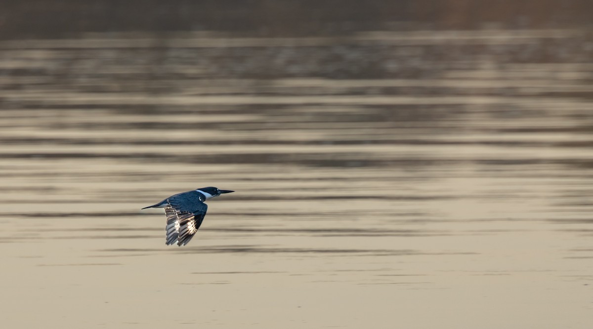 Belted Kingfisher - ML644529761