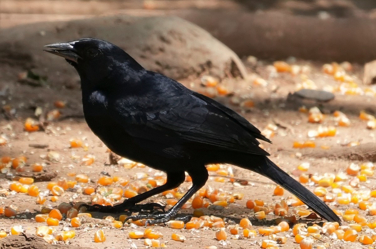 Scrub Blackbird - ML644529762