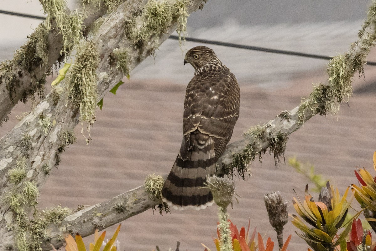 Cooper's Hawk - ML644529765