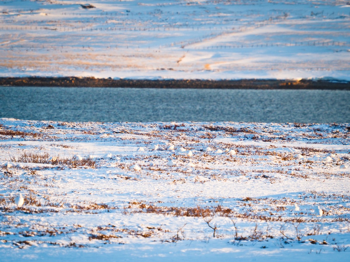Willow Ptarmigan - ML644529773