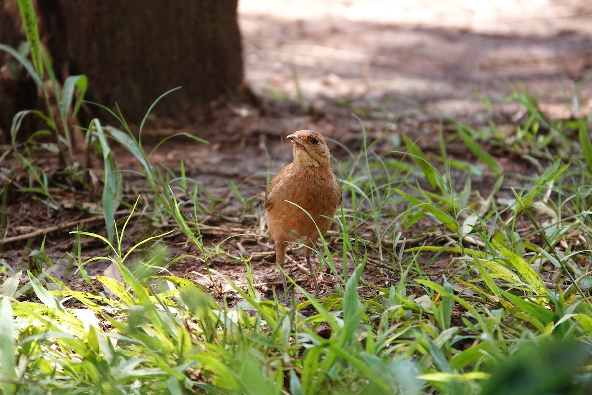 Pas Rengi Çömlekçikuşu - ML644529779