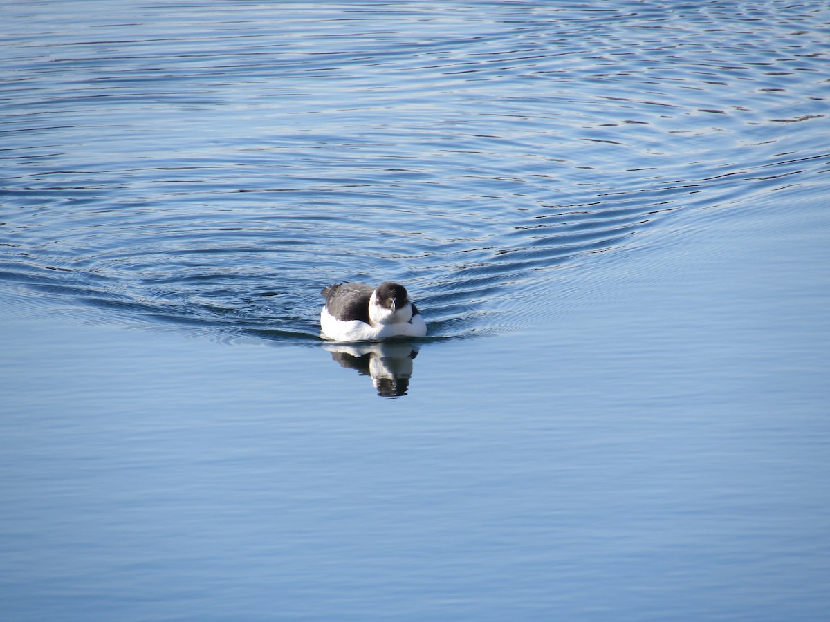 Razorbill - ML644529782