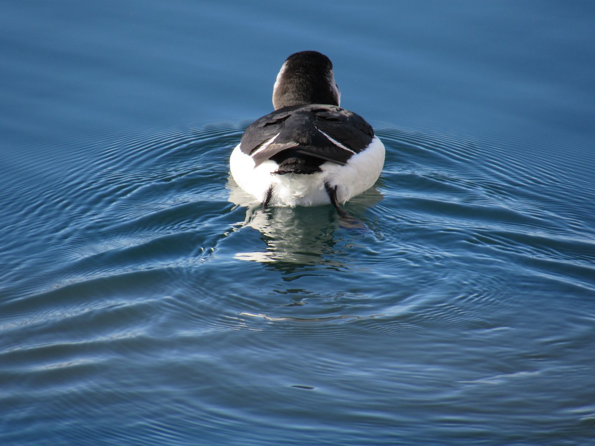 Razorbill - ML644529783
