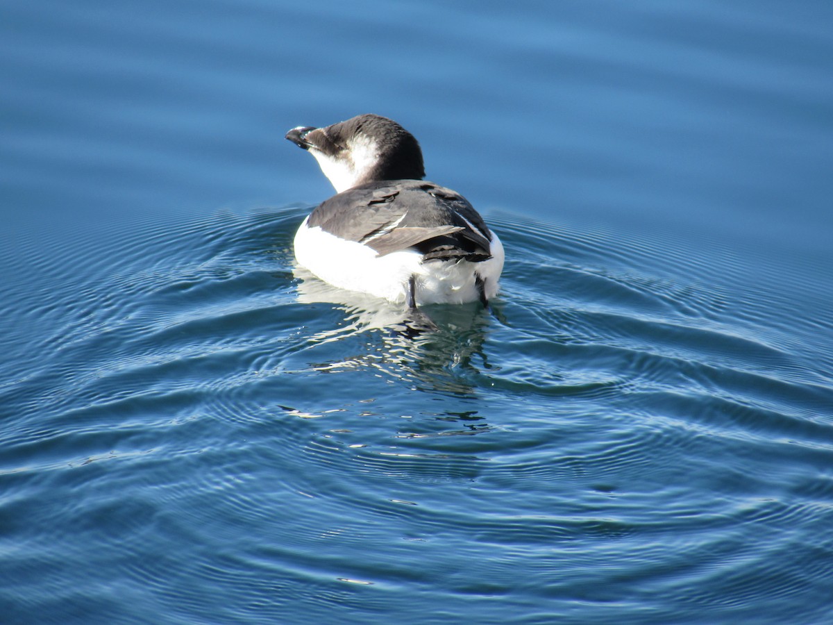 Razorbill - ML644529784