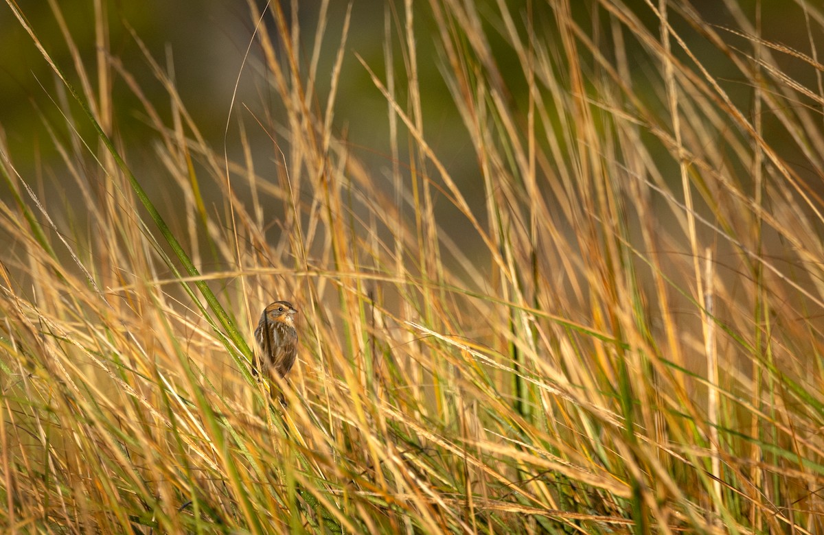 Nelson's Sparrow - ML644529803