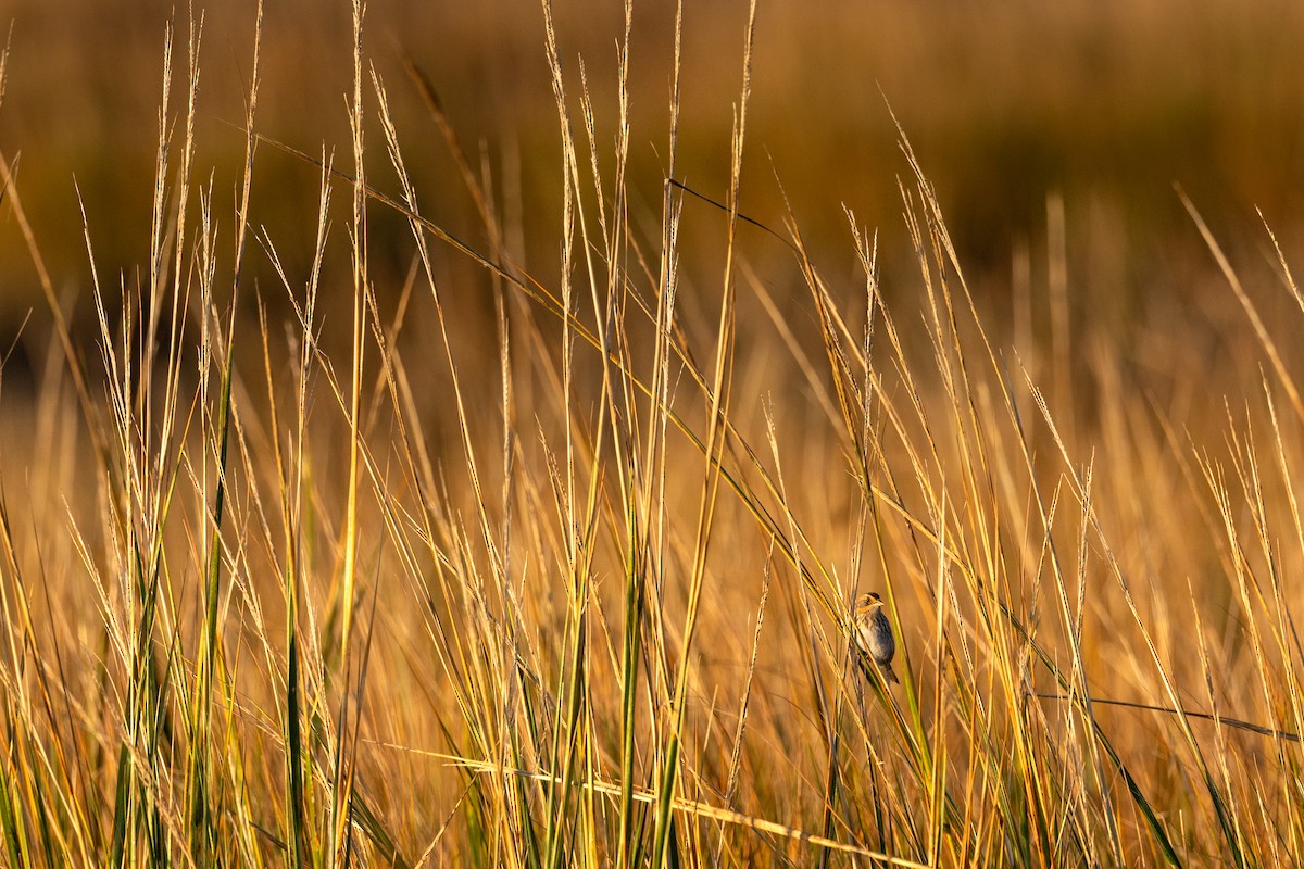 Saltmarsh Sparrow - ML644529804
