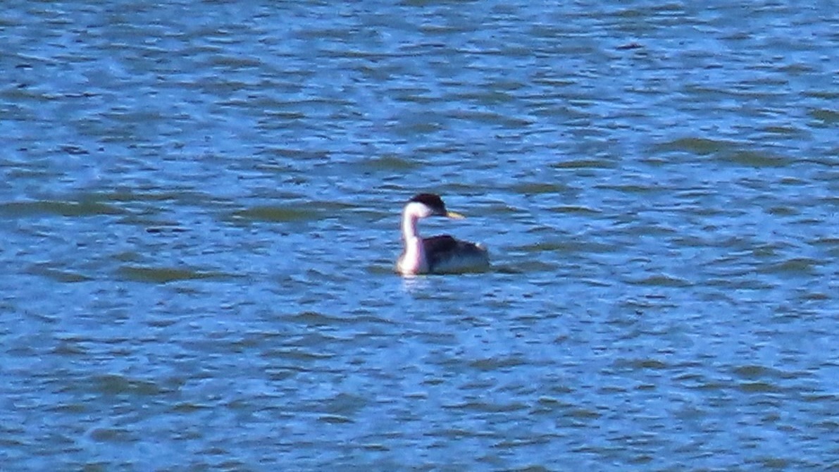 svanedykker - ML644529805