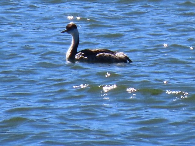 svanedykker - ML644529806