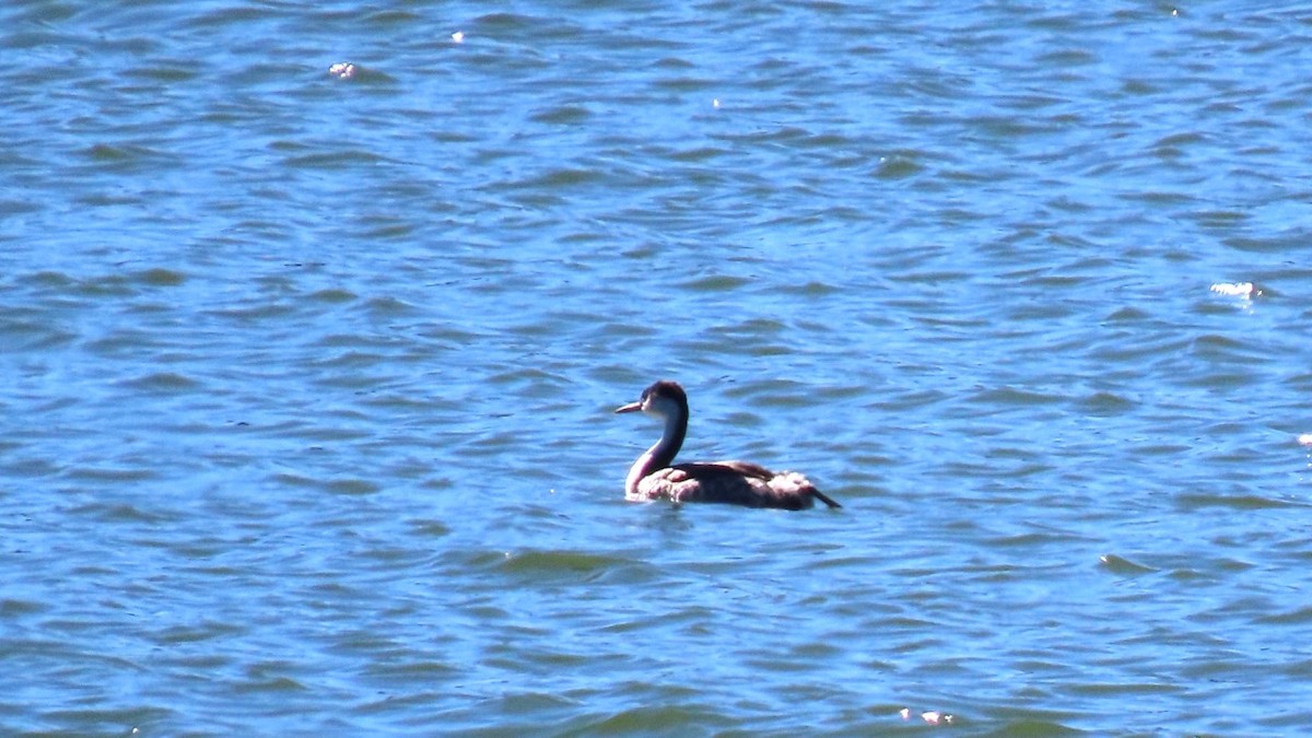 svanedykker - ML644529807