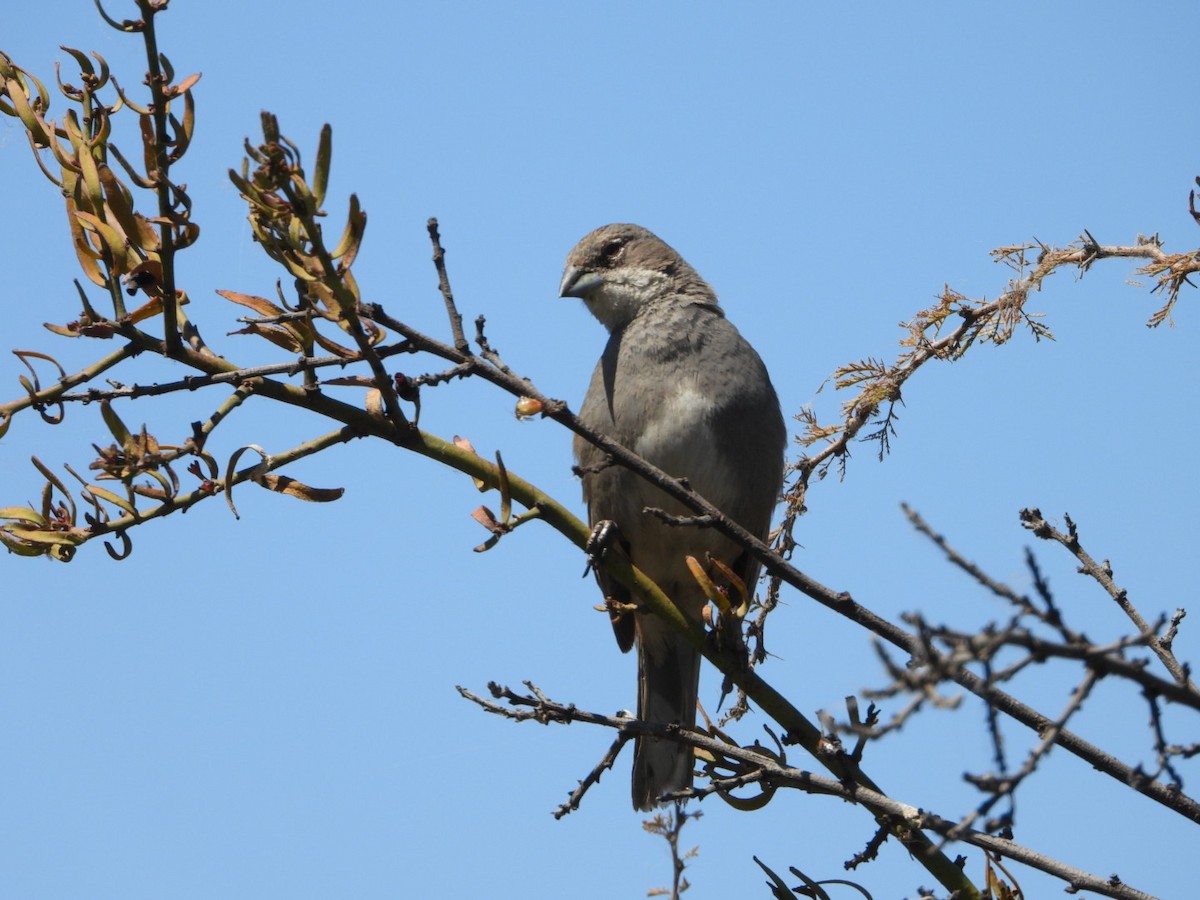 Diuca Finch - ML644529838