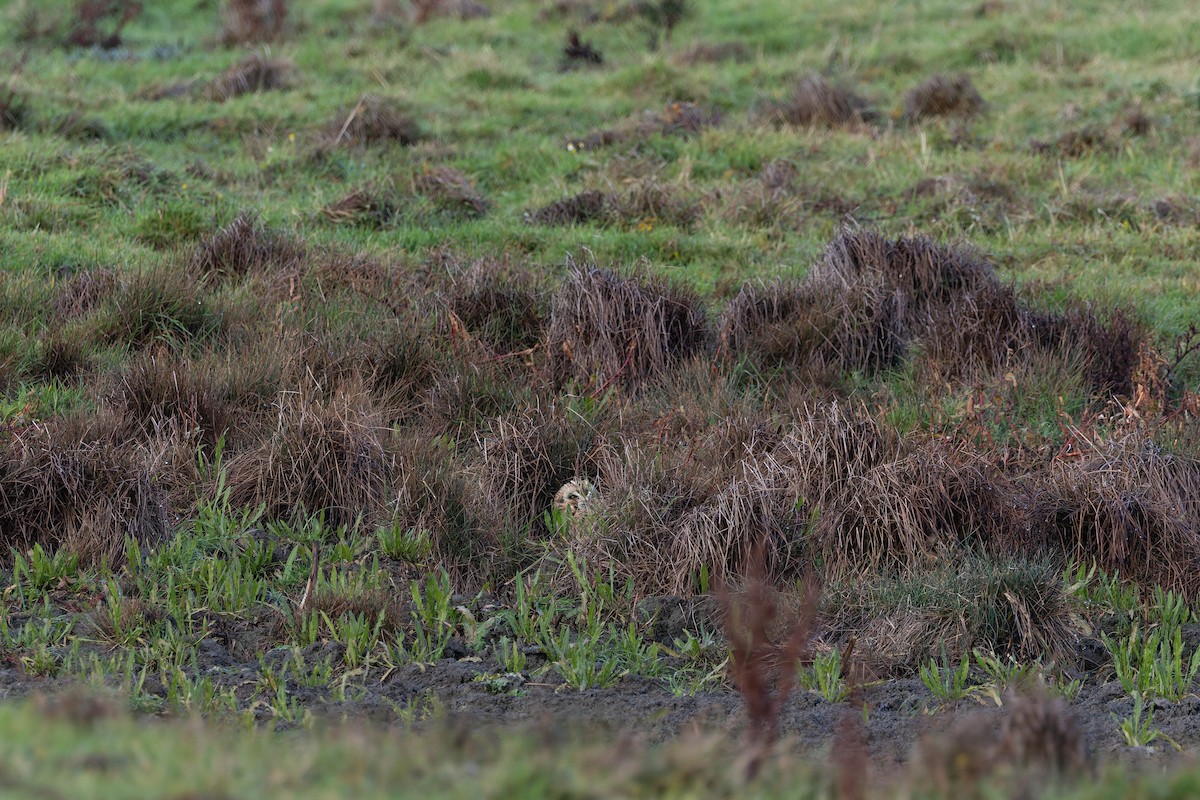 Short-eared Owl - ML644529840
