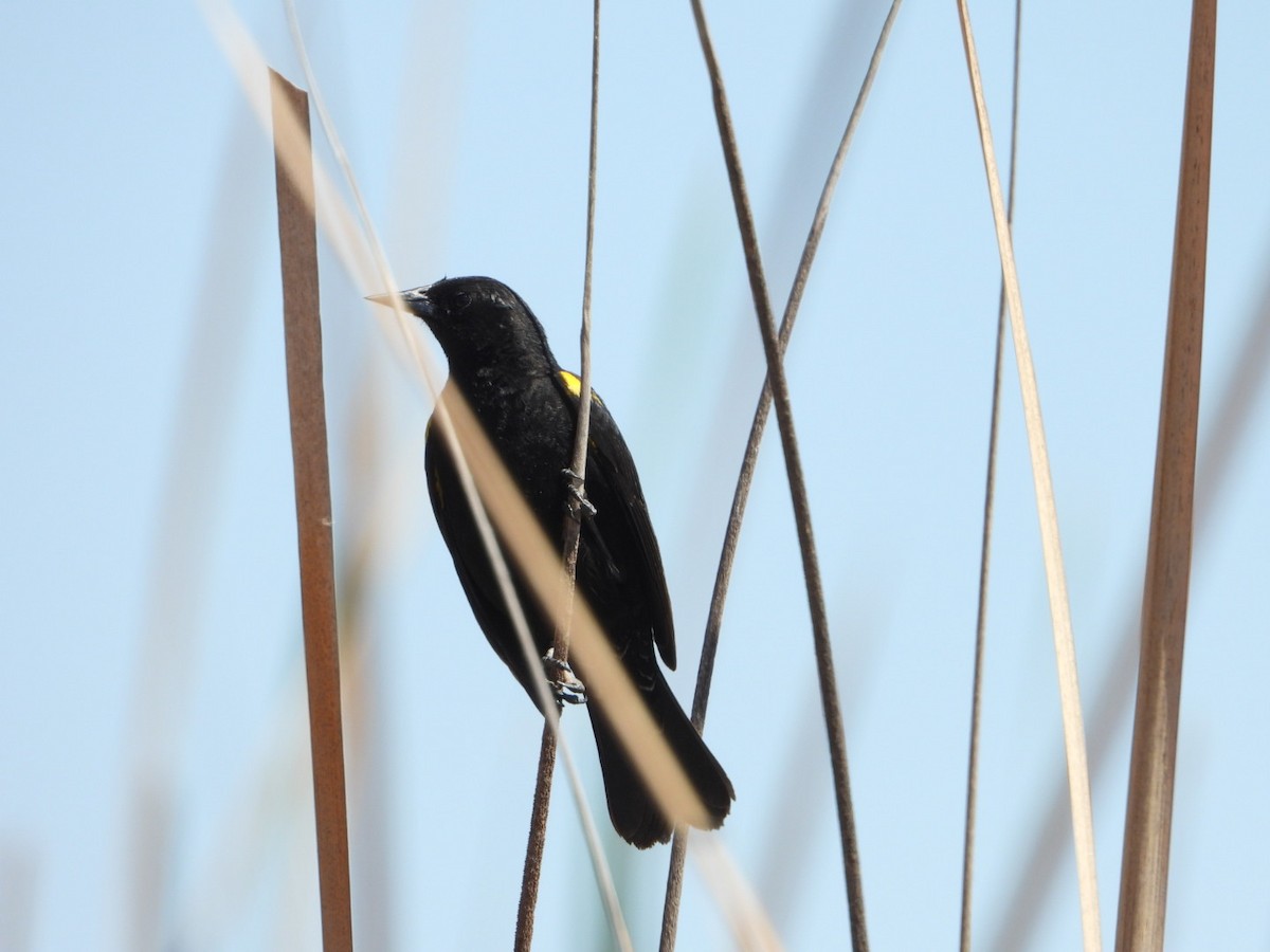 gulvingetrupial - ML644529845