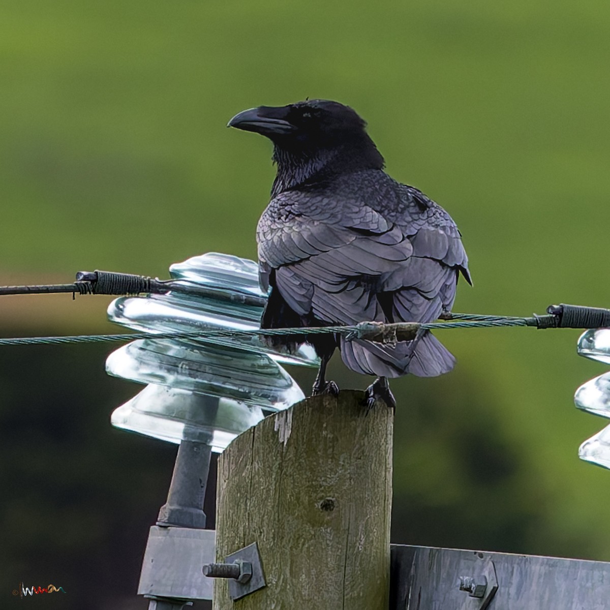 Kolkrabe - ML644529858