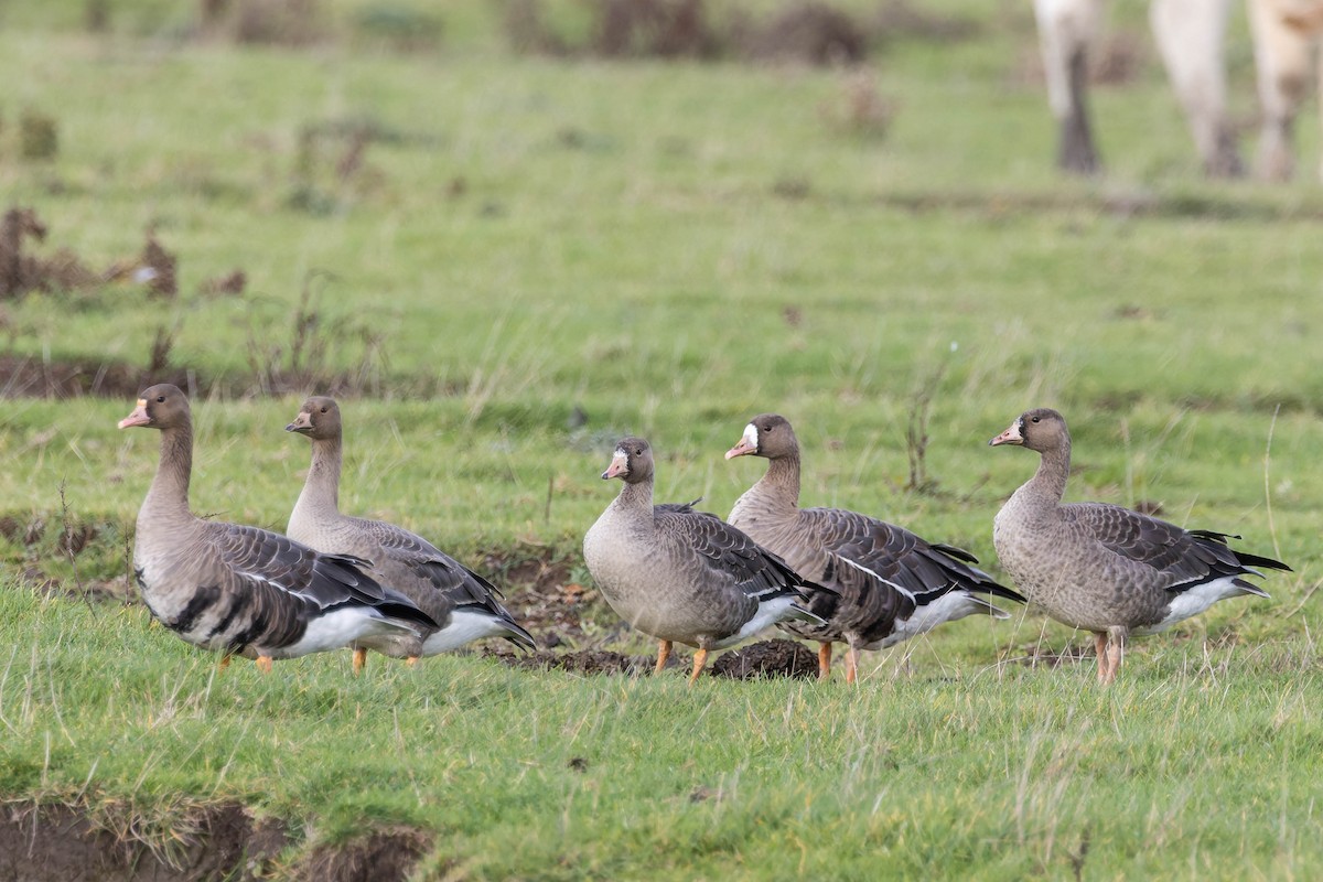 Greater White-fronted Goose - ML644529865