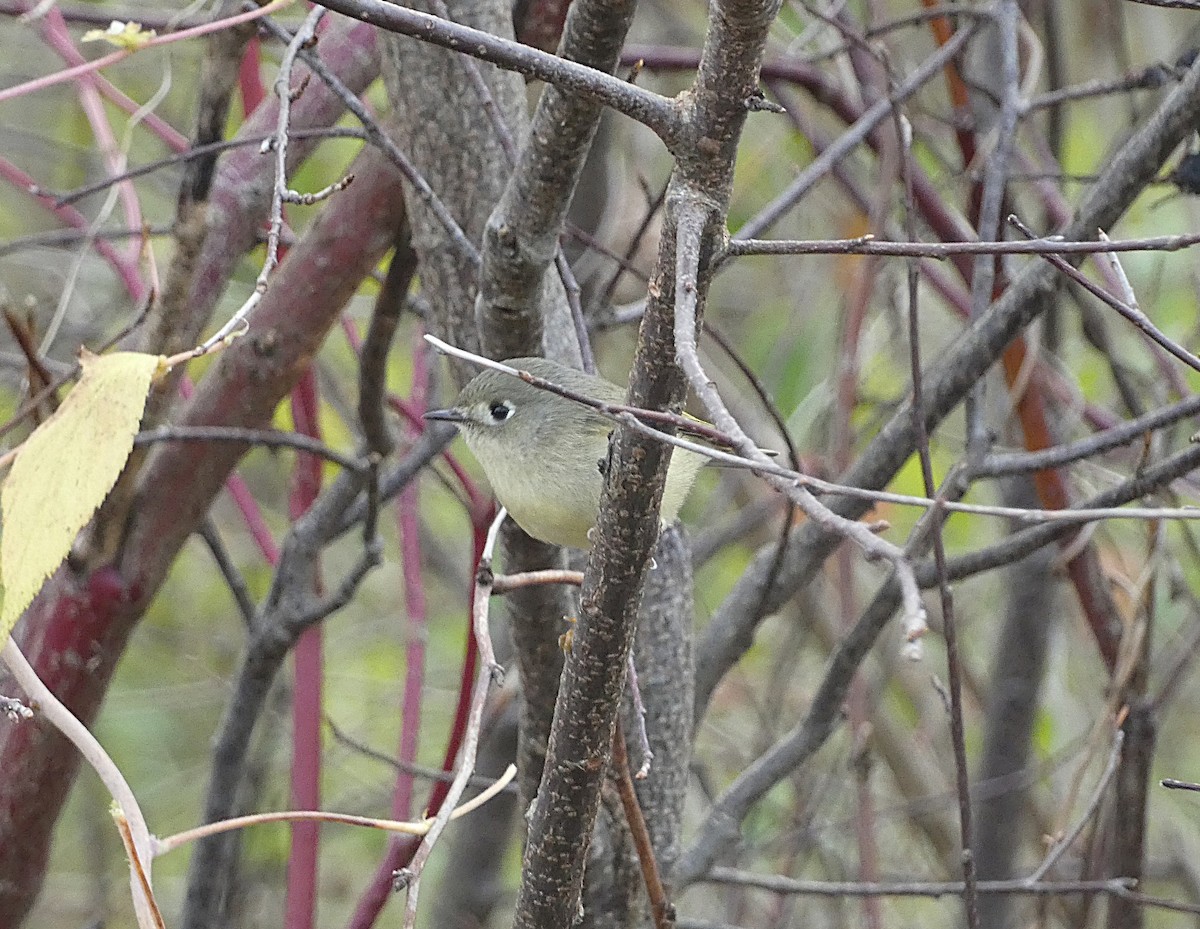 rubinfuglekonge - ML644529866