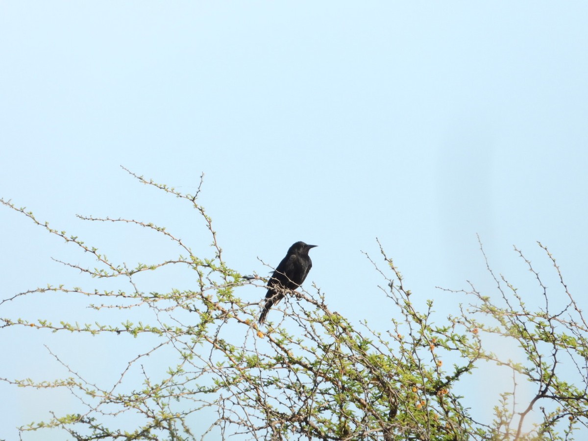 Austral Blackbird - ML644529870