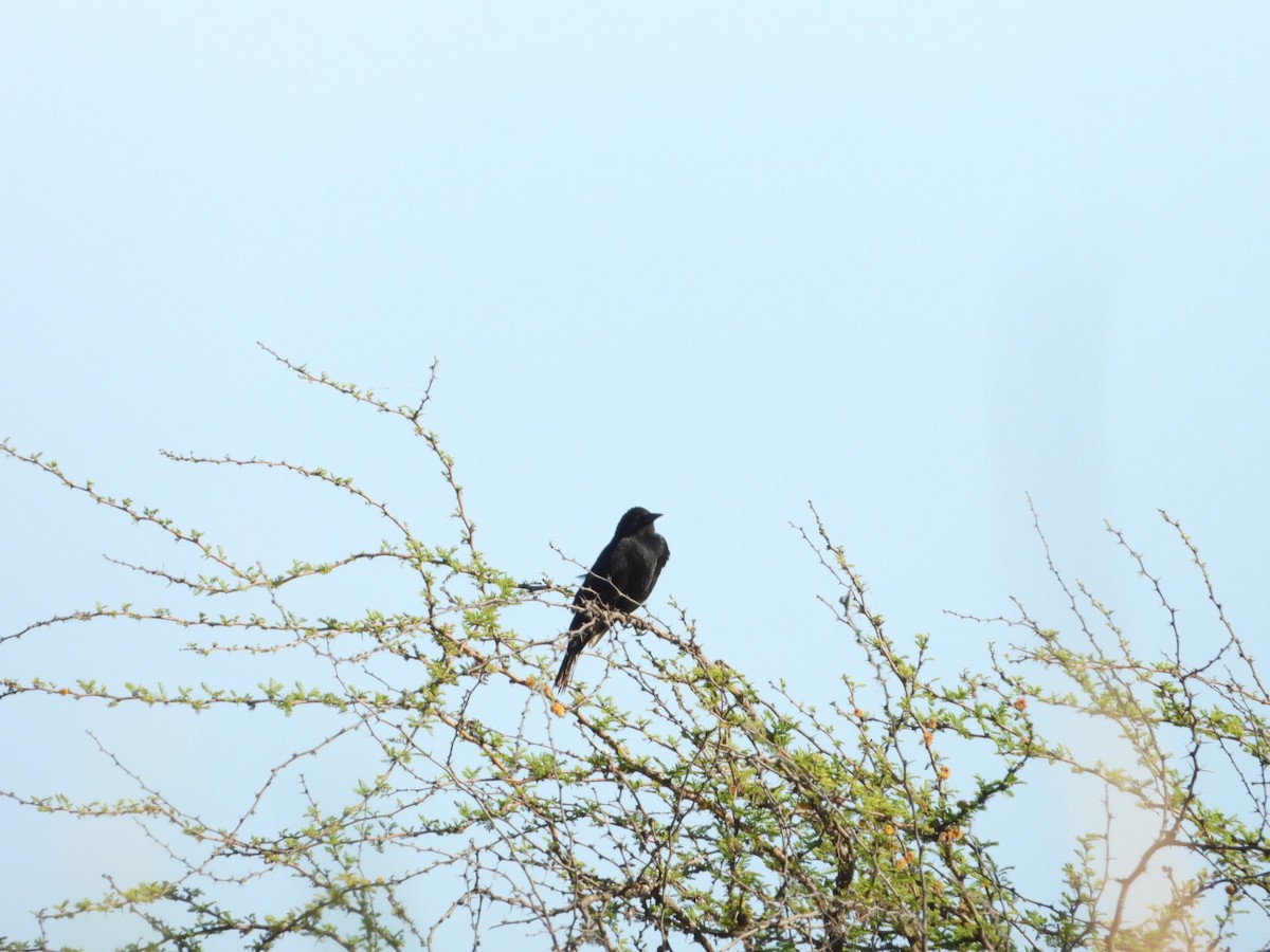 Austral Blackbird - ML644529871