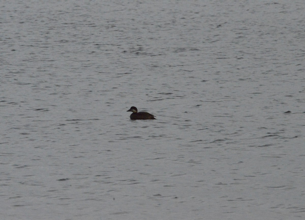 Common Scoter - ML644529888