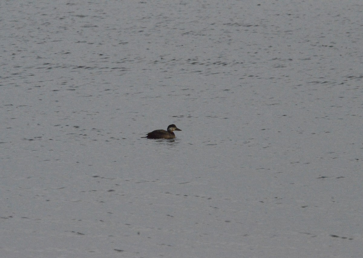 Common Scoter - ML644529890
