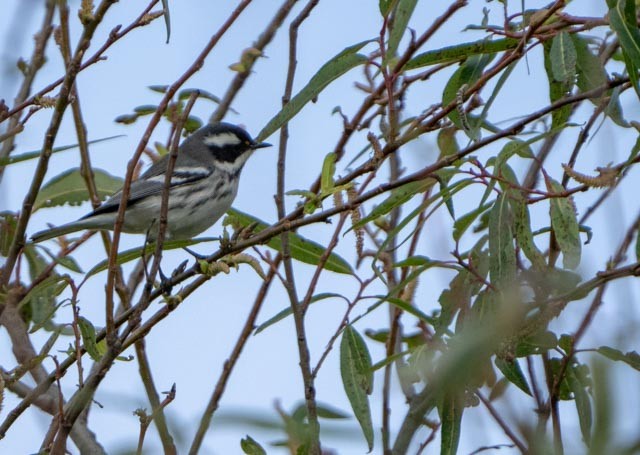 Black-throated Gray Warbler - ML644529891