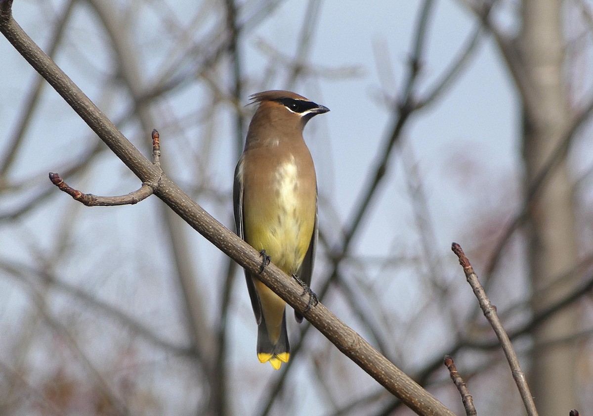 Cedar Waxwing - ML644529892