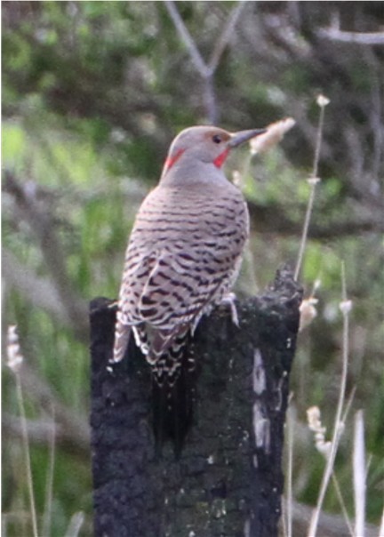 Northern Flicker - ML644529900