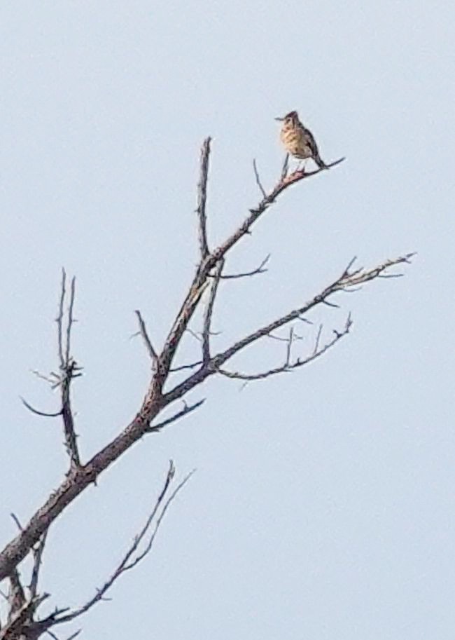 Rufous-naped Lark - ML644529907