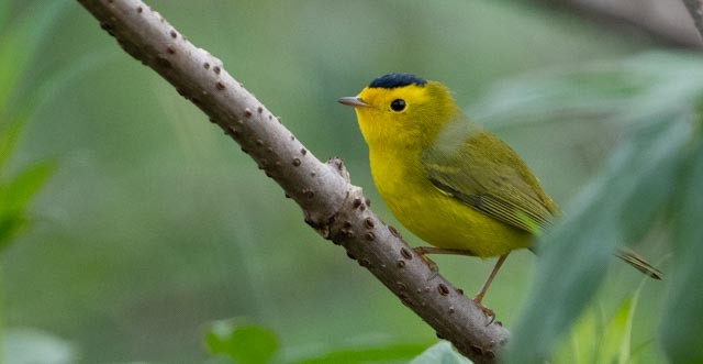 Wilson's Warbler - ML644529934