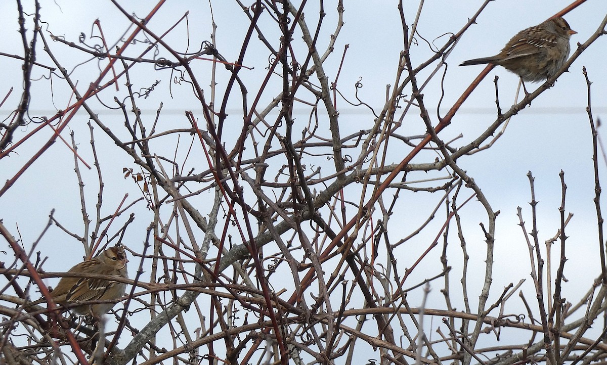 White-crowned Sparrow - ML644529936
