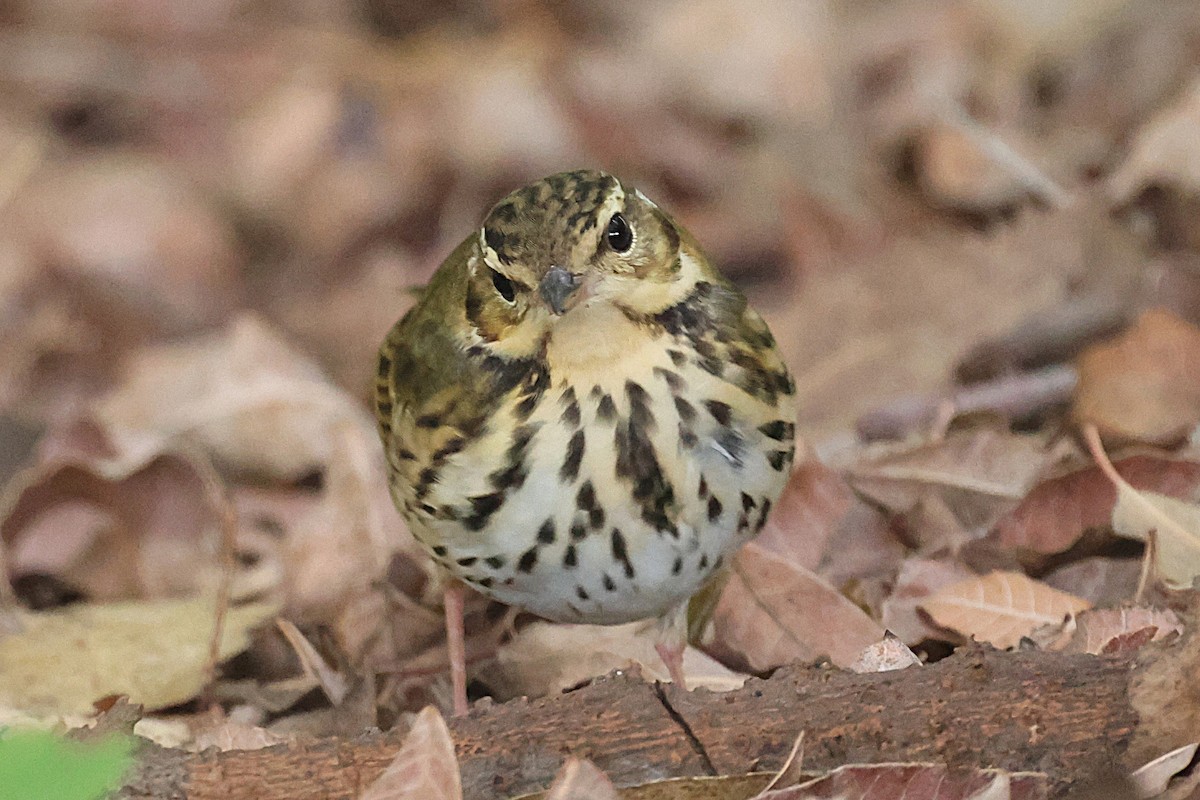 Olive-backed Pipit - ML644529943