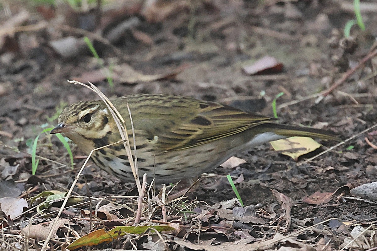 Olive-backed Pipit - ML644529944