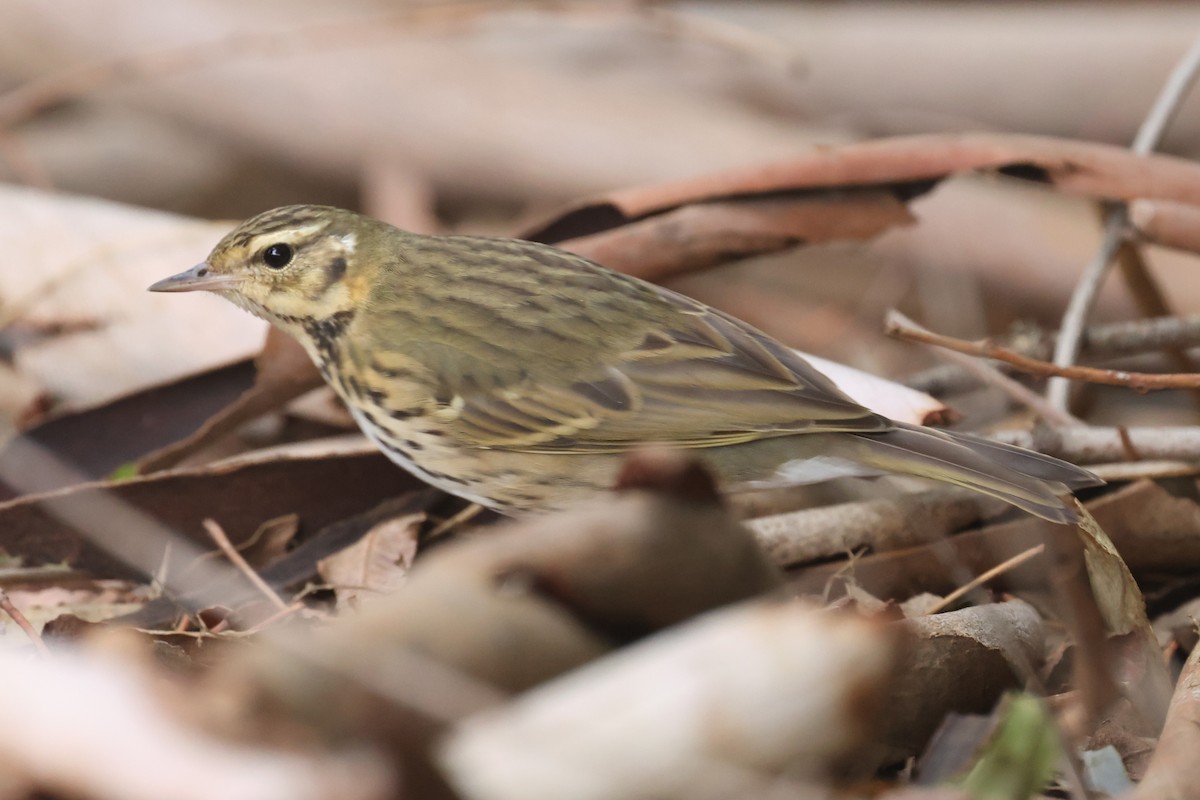 Olive-backed Pipit - ML644529945