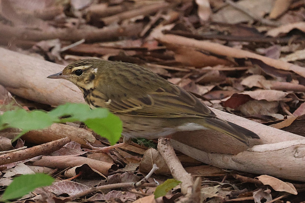 Olive-backed Pipit - ML644529946