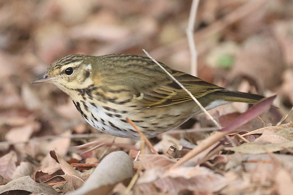 Olive-backed Pipit - ML644529947