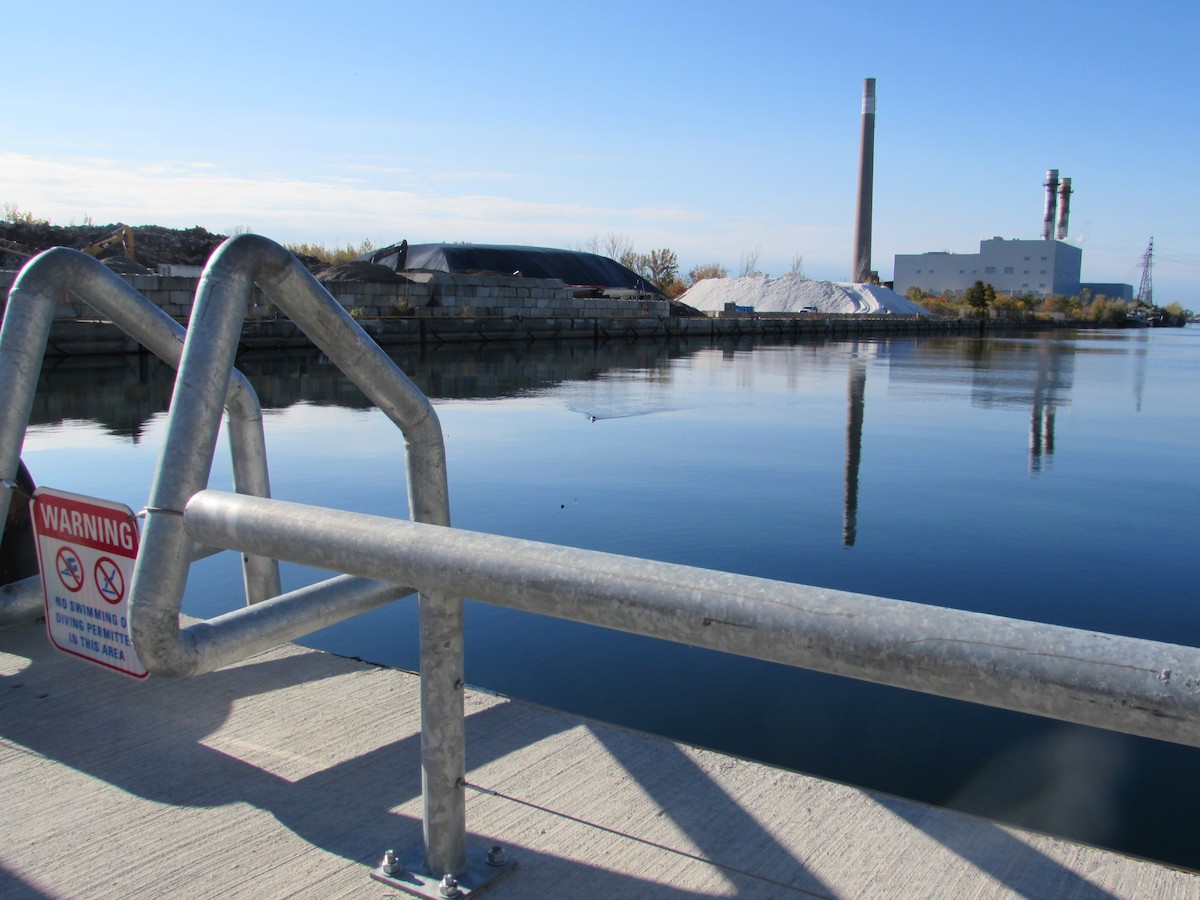 Razorbill - ML644529951