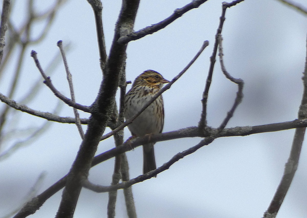 Savannah Sparrow - ML644529966