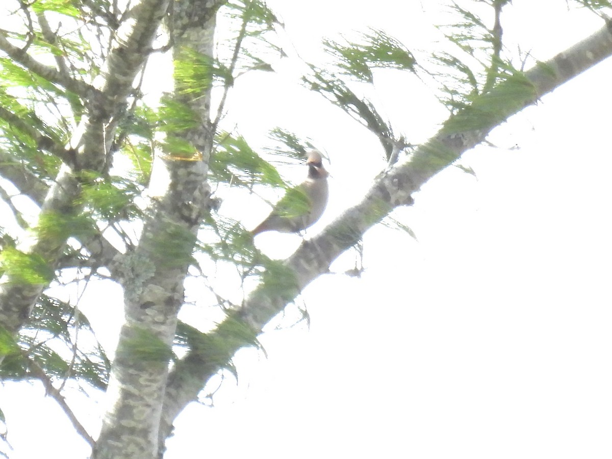 Bohemian Waxwing - ML644529974