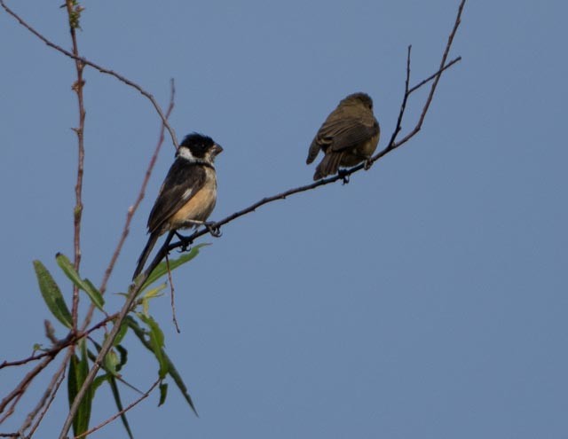 Cinnamon-rumped Seedeater - ML644529976