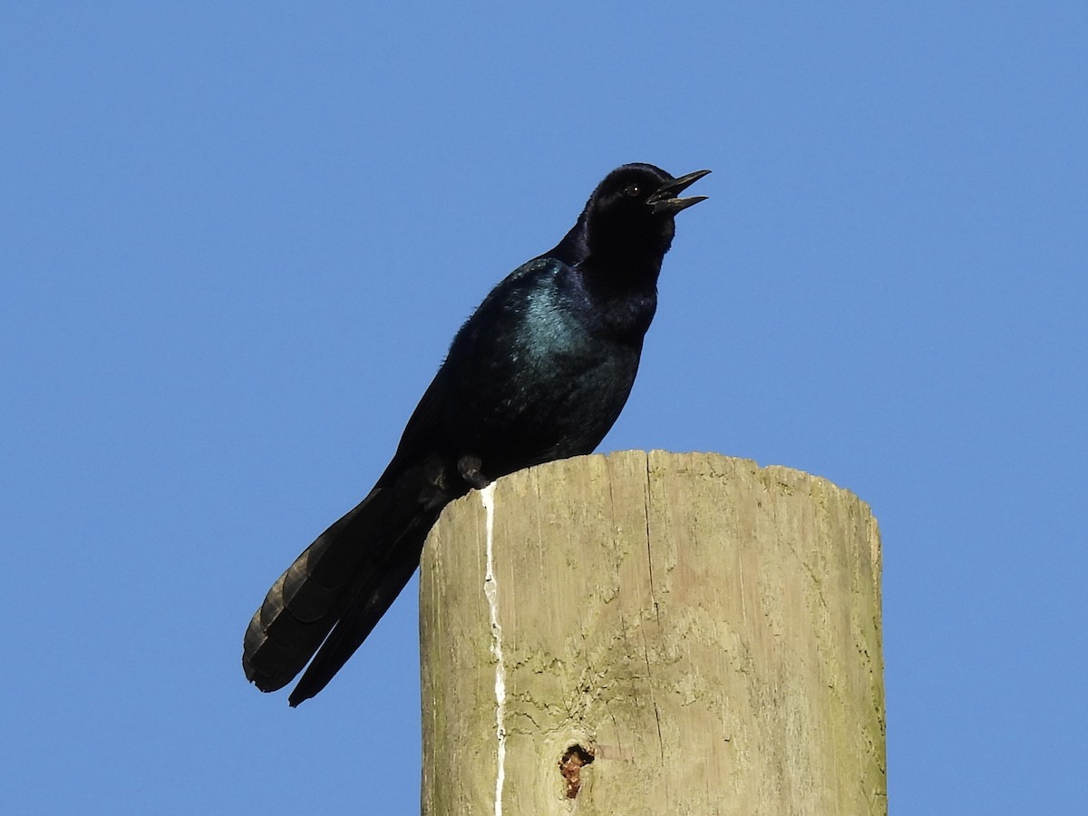 Quiscale des marais - ML644529984