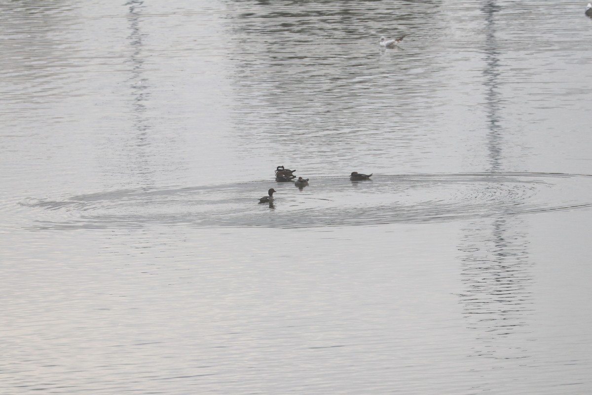 ホオジロガモ - ML644529986