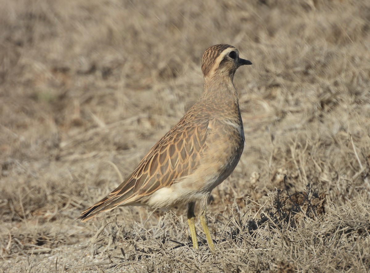 Eurasian Dotterel - ML644530025