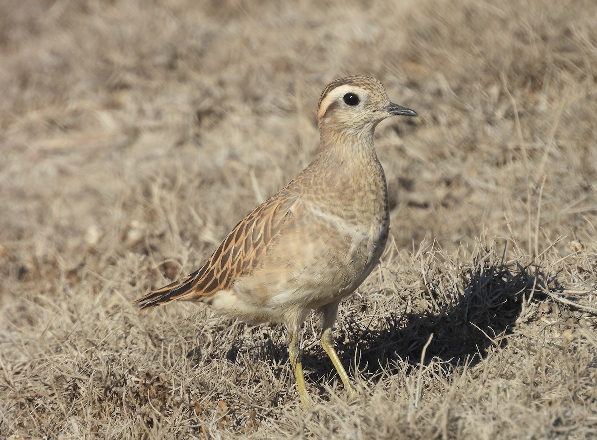 Eurasian Dotterel - ML644530026