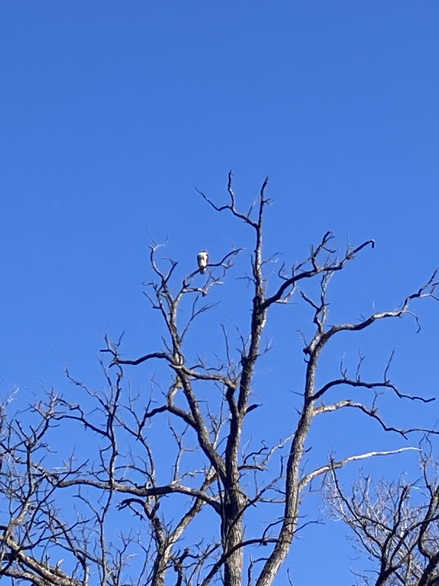 Poiana codarossa - ML644530029